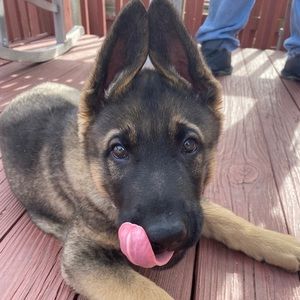 Meet your Posher, Alaina